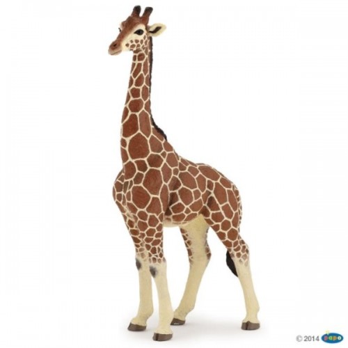 ANIMAUX SAUVAGE - GIRAFE MALE