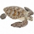 ANIMAUX MARINS - TORTUE CAOUANNE